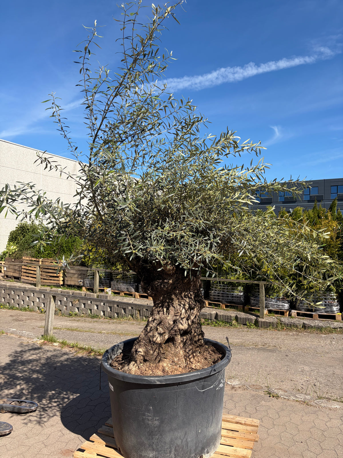 Oliventræ nr. 575. Har en stammeomkreds på 210cm