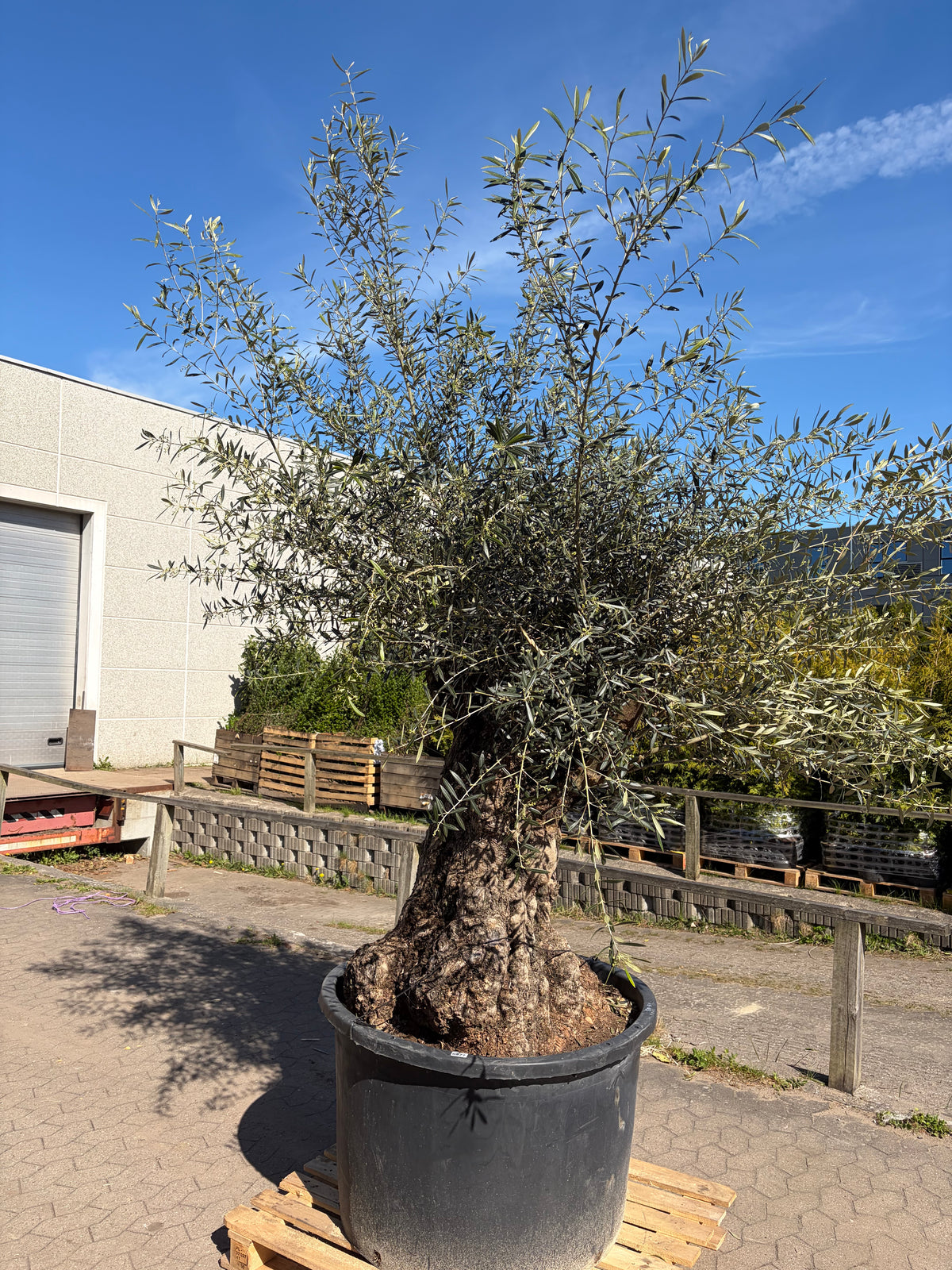 Oliventræ nr. 577. Har en stammeomkreds på 245cm
