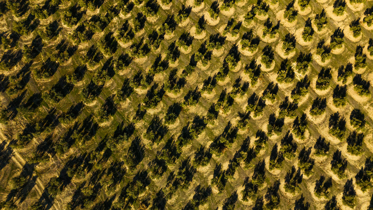 GreenOlive