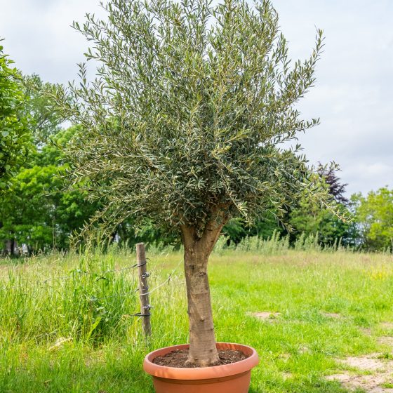 GreenOlive
