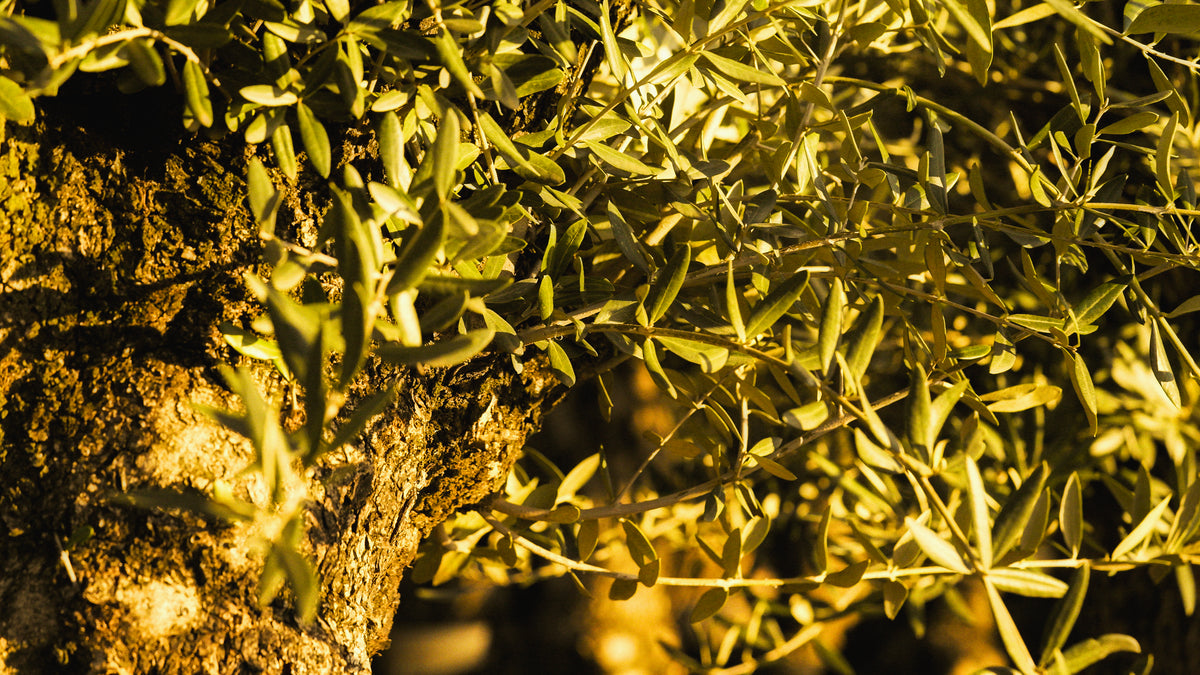 GreenOlive