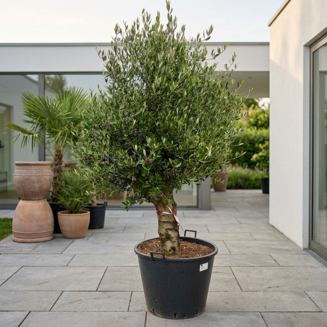 Oliventræ Arbequina +60år, 200-220cm