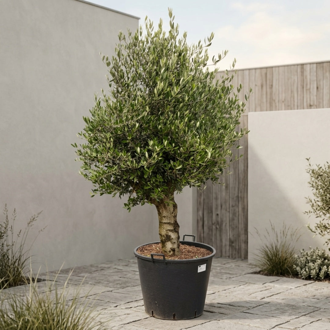 Oliventræ Arbequina +60år, 200-220cm