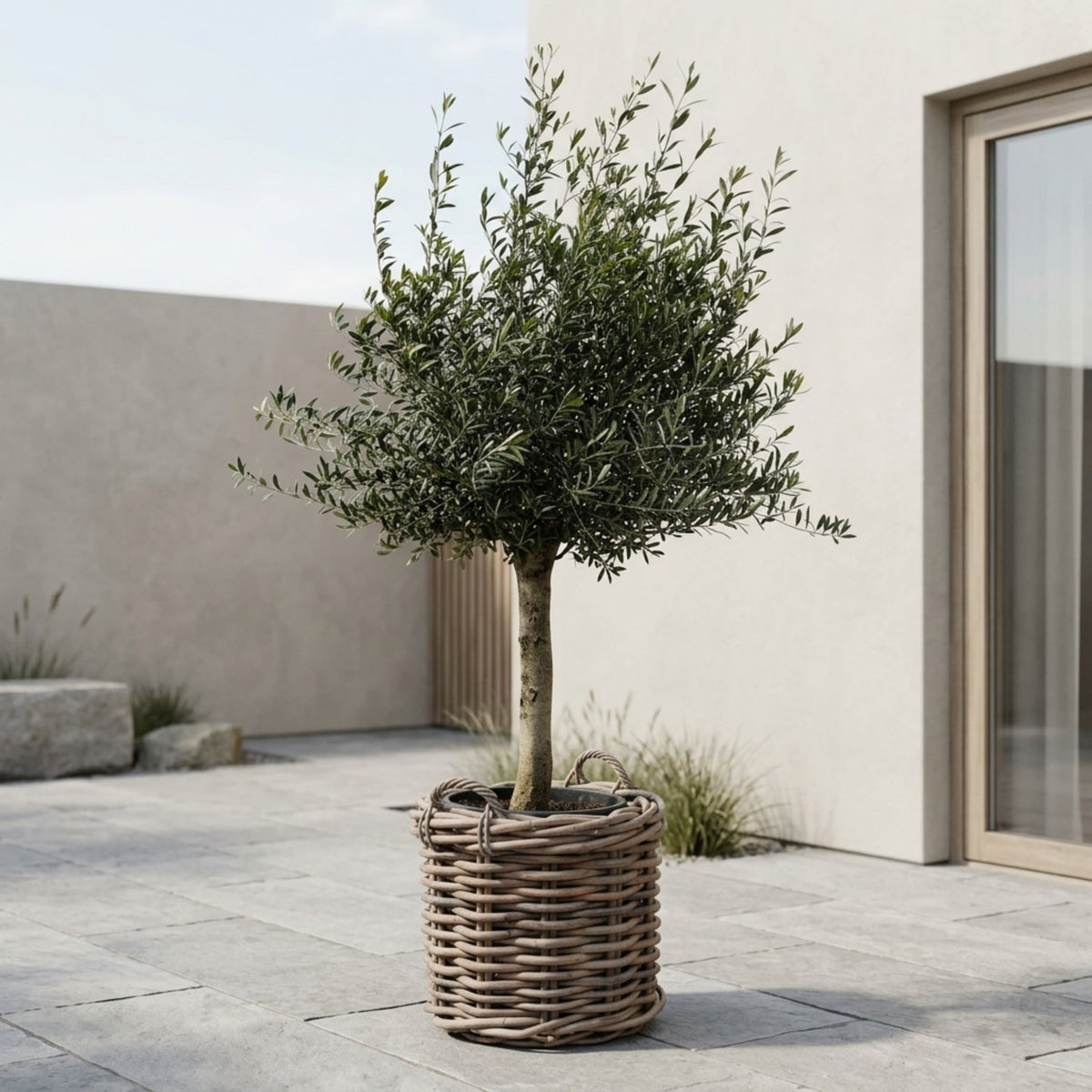 Oliventræ +35år + Salix' Premium Fletkurv, Ø64cm (Omplantet)