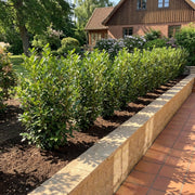 Laurbærkirsebær 80-100 cm. Prunus Novita GRO GARANTI